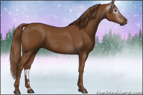 Horse Color:Gray Chestnut 