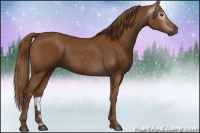 Horse Color:Gray Chestnut 
