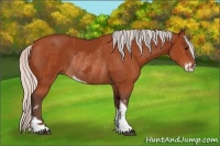 Horse Color:Silver Bay Sabino Rabicano  and Silver Bay Sabino Rabicano 