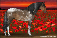Horse Color:Gray Brown Dun Tobiano