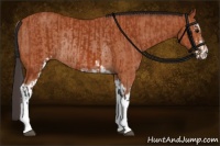 Horse Color:Bay Tobiano Rabicano  and Bay Sabino Rabicano 