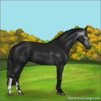 Horse Color:Gray Black 