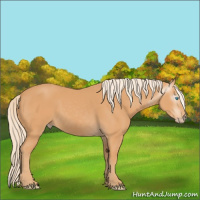 Horse Color:Gray Cremello 