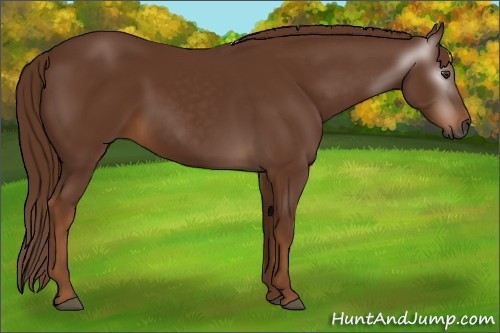 Horse Color:Gray Chestnut 