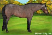 Horse Color:Gray Bay Roan 