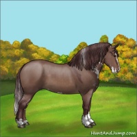 Horse Color:Chocolate Brown Dun Sabino 
