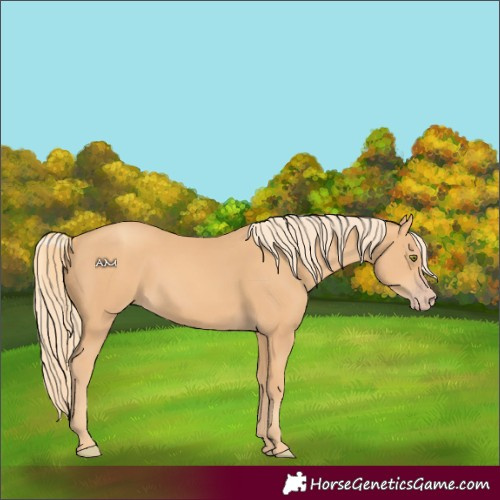 Horse Color:Gold Champagne 