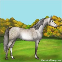 Horse Color:Gray Blue Roan Pearl 