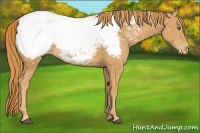 Horse Color:Chestnut Snowcap 