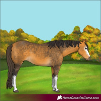 Horse Color:White Spotted Buckskin 