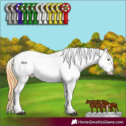 Horse Color:Buckskin Dun Sabino Appaloosa 