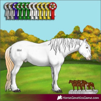 Horse Color:Buckskin Dun Sabino Appaloosa 