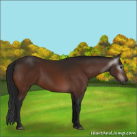 Horse Color:Gray Bay 