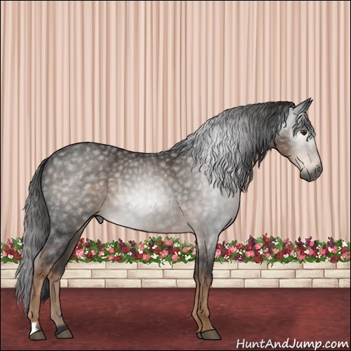 Horse Color:Gray Liver Chestnut 