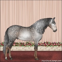 Horse Color:Gray Liver Chestnut