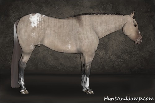 Horse Color:White Spotted Brown Dun Blanket Rabicano and Brown Dun Blanket
