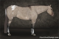 Horse Color:White Spotted Brown Dun Blanket Rabicano and Brown Dun Blanket