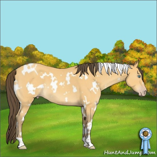 Horse Color:White Spotted Amber Cream Champagne Roan 
