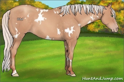 Horse Color:White Spotted Silver Sable Champagne Sabino 