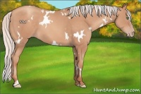 Horse Color:White Spotted Silver Sable Champagne Sabino