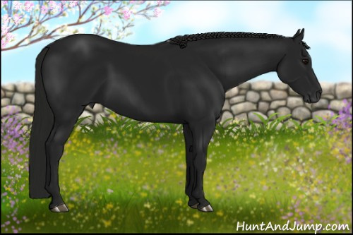 Horse Color:Gray Black 
