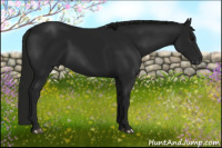 Horse Color:Gray Black 