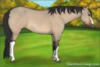 Horse Color:Bay Dun