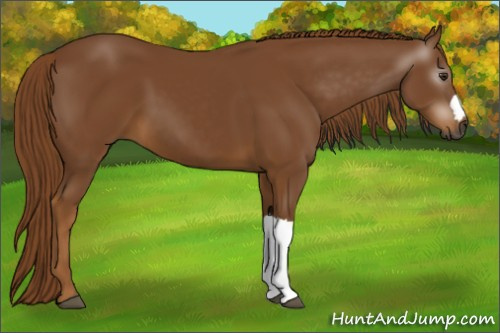 Horse Color:Gray Chestnut 