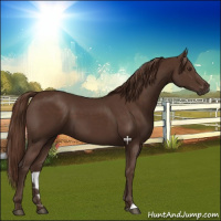 Horse Color:Liver Chestnut 