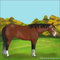 Horse Color:Gray Bay Splash 