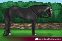 Horse Color:Gray Black 