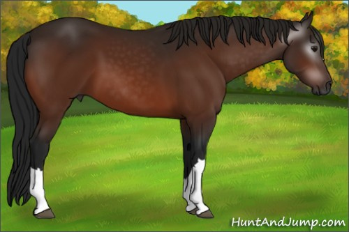 Horse Color:Gray Bay 