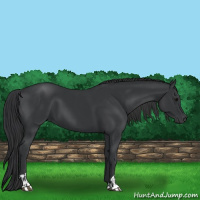 Horse Color:Black  and Black 