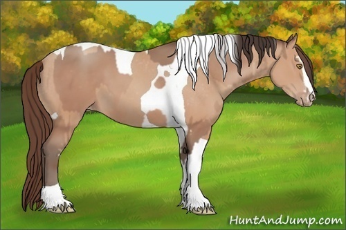 Horse Color:Sable Champagne Sabino Tobiano Appaloosa  and Amber Champagne Sabino Tobiano Appaloosa 