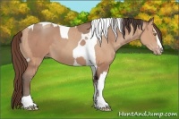 Horse Color:Sable Champagne Sabino Tobiano Appaloosa  and Amber Champagne Sabino Tobiano Appaloosa 