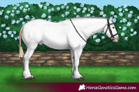 Horse Color:Chestnut Snowflake Varnish 