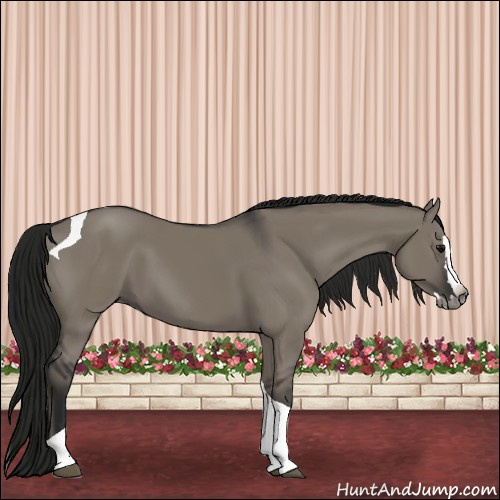 Horse Color:Gray Grullo Splash Tobiano