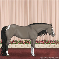 Horse Color:Gray Grullo Splash Tobiano 