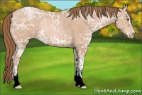 Horse Color:Bay Ice Pearl Sabino