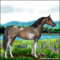 Horse Color:Buckskin Dun Tobiano Brindle