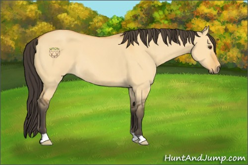 Horse Color:Buckskin Dun 