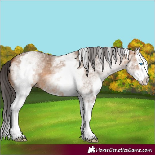 Horse Color:White Spotted Bay Dun Splash 