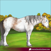 Horse Color:White Spotted Bay Dun Splash 