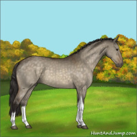 Horse Color:Buckskin Dun Tobiano 