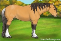 Horse Color:White Spotted Buckskin Tobiano 