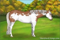 Horse Color:Silver Bay Splash Frame
