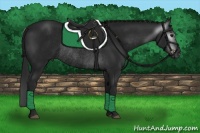 Horse Color:Gray Black Rabicano 