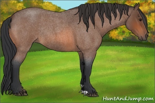 Horse Color:Bay Roan Rabicano 