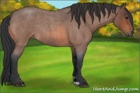 Horse Color:Bay Roan Rabicano