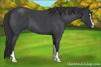 Horse Color:Blue Roan Sabino 